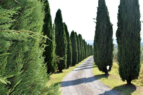 12 Different Types Of Cypress Trees With Pictures House Grail