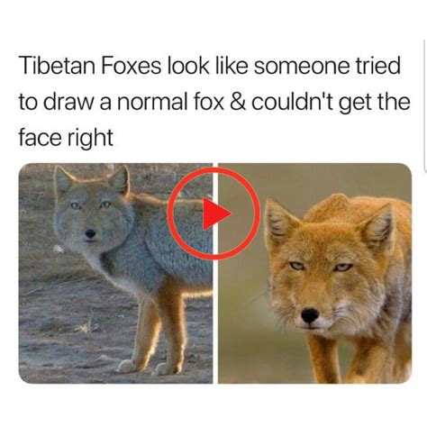 Funny pets compilation 51.067 views11 months ago. Saubere Memes 2019.10.13 Abend | Funny animal memes ...