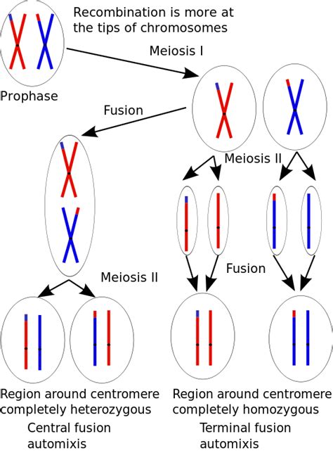 Parthenogenesis Wikipedia Meiosis Genetics Science Units
