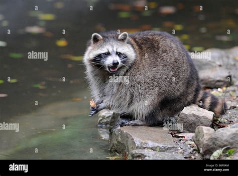 Raccoon Procyon Lotor At A Stream Stock Photo Alamy