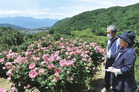 高遠しんわの丘「バラ祭り」開幕 長野県伊那市高遠町 全国郷土紙連合