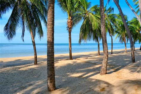 Sandy Beach With Coconut Palm Tree And Blue Sky Tropical Landscape