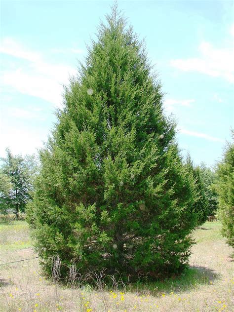 Juniperus Virginiana Eastern Red Cedar A Conical To Columnar Native