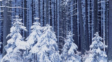 Desktop Hintergrundbilder Natur Winter Jahreszeiten 1920x1080