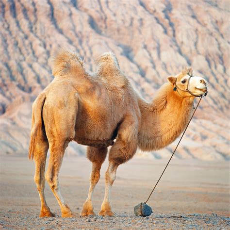 Bactrian Camel Adaptations Range And Facts Britannica
