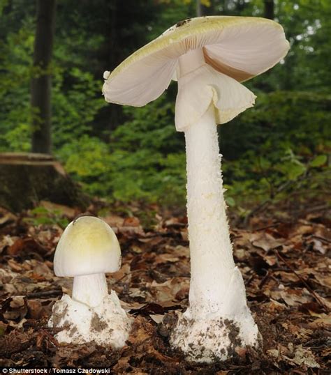 Death Cap Mushrooms In California Poison 14 People Daily Mail Online