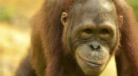 Top 5 Things You Can Do To Save Orangutans From Extinction