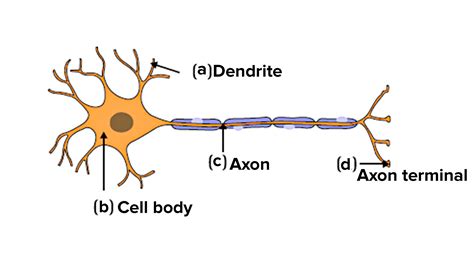 29 Label The Parts Of A Neuron Dharmazuzana
