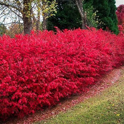 Will a dwarf mexican firebush grow there? Burning Bush Plant For Sale | The Tree Center™