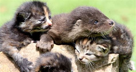 Cute Can You Handle A Baby Otter Playing With Kittens
