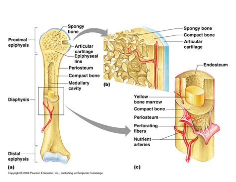 This is an online quiz called compact bone structure labeling. Long Bone Diagram Labeled Quizlet - 32 Correctly Label The ...