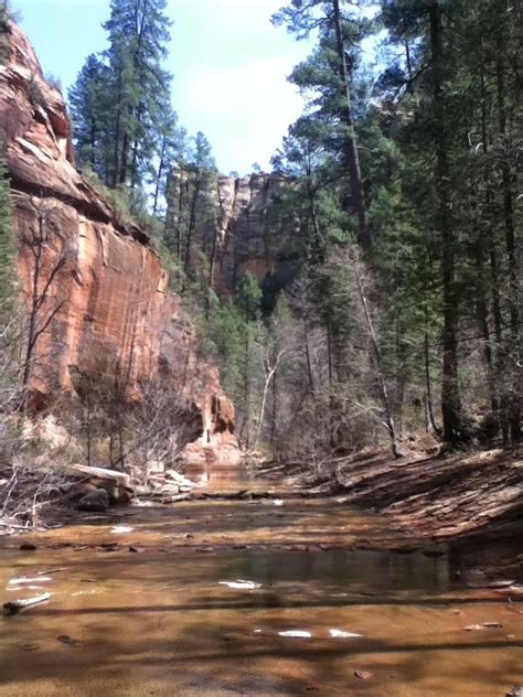 Tommy Ds Birding Expeditions Birding Oak Creek Canyons