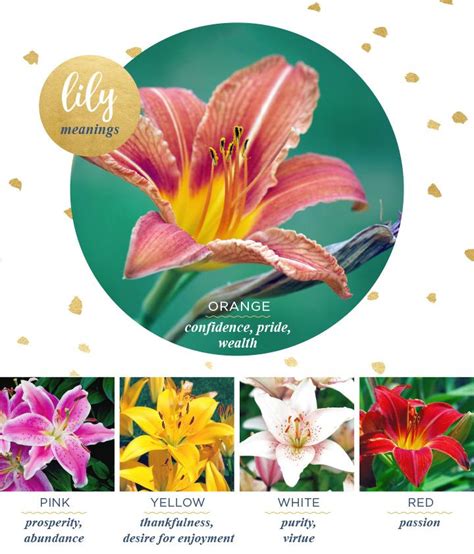 Lily Meaning And Symbolism White Lily Flower Lily Meaning Pink Lily Flower