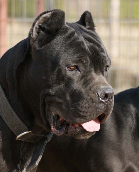 23 Italian Mastiff Cane Corso L2sanpiero