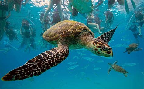 Hawksbill Sea Turtle Turtle Underwater Ocean Caribbean Sea Barbados