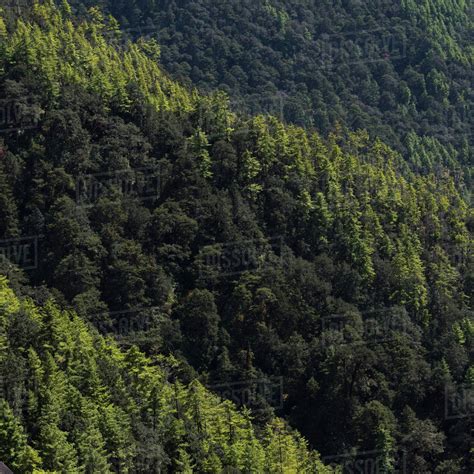 Dense forest on a mountainside, Taktsang trail; Paro, Bhutan - Stock Photo - Dissolve