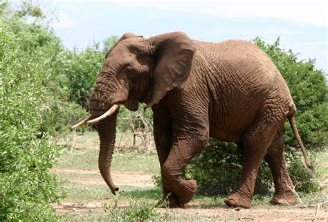 Fileafrican Elephant Walking Wikimedia Commons