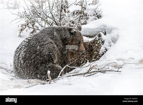 Eurasian Brown Bear Den Hi Res Stock Photography And Images Alamy