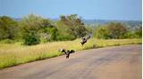 Photos of Images Kruger National Park