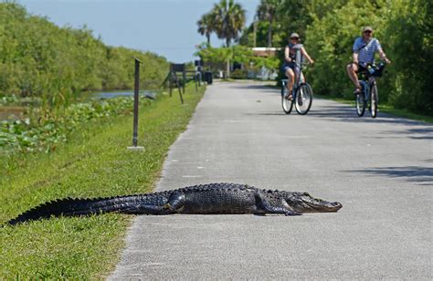 14 Best Things To Do In Everglades National Park Fl With Map Touropia