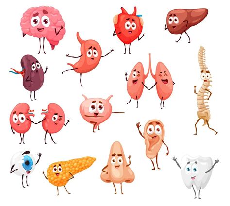 Cartoon Human Body Internal Organs Characters 11948652 Vector Art At