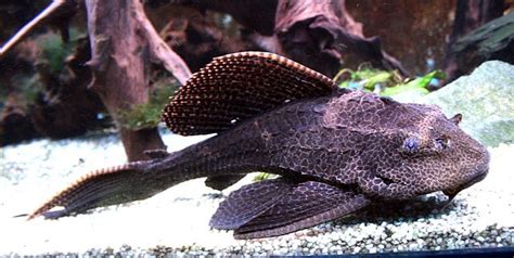 941 gateway commons cir wake forest, nc 27587. Complete Guide to Pleco Fish | Fish Care Guide