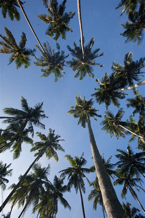 Looking Up A A Tall Stand Of Palm Trees By Stocksy Contributor Tim