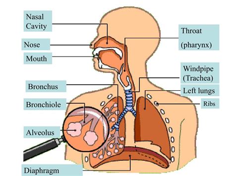 Ppt Anatomy Of The Trachea And Broncheal Tree Powerpoint Presentation
