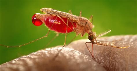 Dormancy In Malarial Mosquitoes May Offer New Ways To Fight Disease