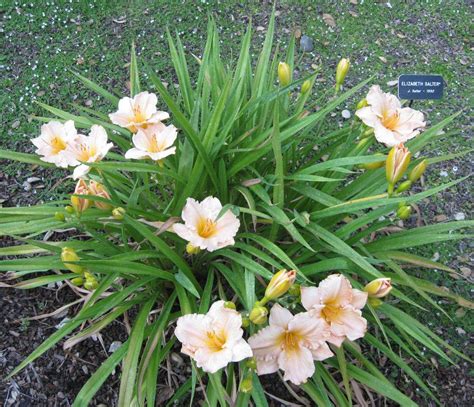 Daylily Of The Day Elizabeth Salter In The Plants Of The Day Forum