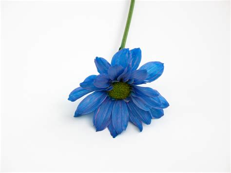Free Photo Blue Flower Bloom Blue Flora Free Download Jooinn