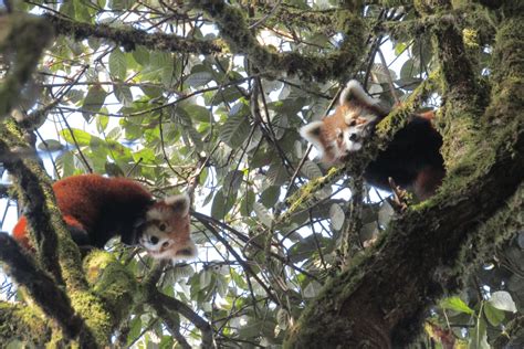 Interesting Facts About Red Pandas Habitat Best Games Walkthrough