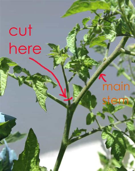 How To Grow Tomato Plants From Cuttings In 1 Week A Piece Of Rainbow