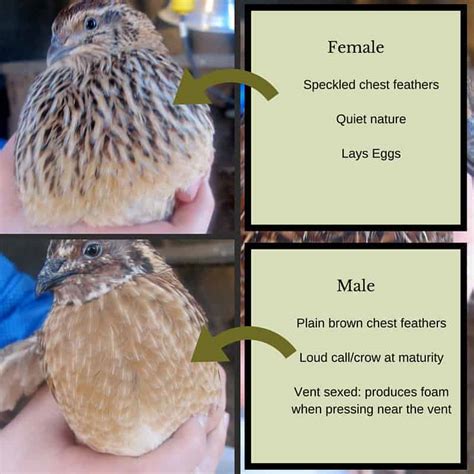 How To Raise Coturnix Quail On Your Small Homestead