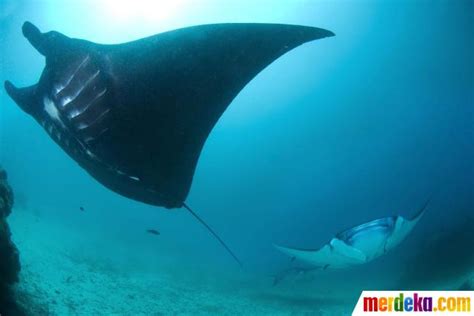Dalam perihal ini misalnya seekor ikan pari mendapatkan sebuah makanan, maka ikan remora juga akan mendapatkan makanan, akan tetapi berasal dari sisa dari makanan ikan pari tersebut. Foto : Menelusuri kehidupan ikan Pari Manta di perairan ...