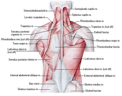 The spinal cord and its nerves are the means by which the body and brain communicate with one another. 8 Week Intense Workouts: Part 1 - Back Workout | Lower ...