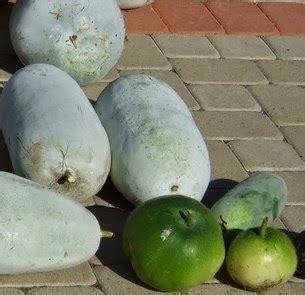 Kundur termasuk dalam genus benincasa dan keluarga cucurbitaceae. Buah kundur kering | puisi terbaruku