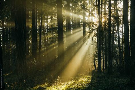Sun Rays Filtering Through Foggy Forest Del Colaborador De Stocksy