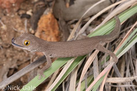 Golden Eyed Gecko Strophurus Trux Marlborough Queenslan Flickr