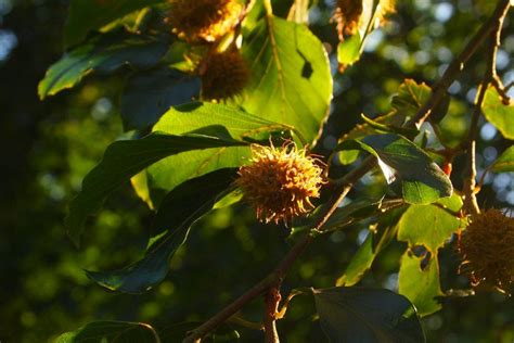9 Common Nut Trees In Virginia Pictures Identification Regional