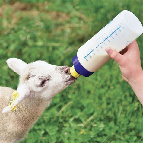 Bottle Feeding Lambs Schedule
