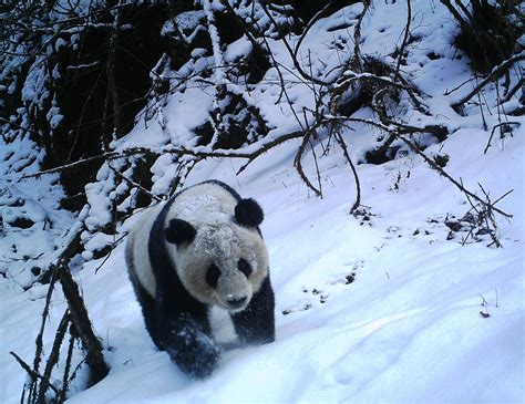 Giant Pandas Meet In The Forest For Secret Panda Parties Conservation