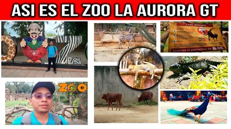 Animales Del Zoologico La Aurora Guatemala Como Es El Zoologico La