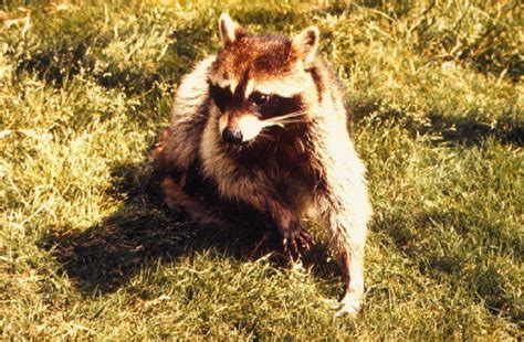 Rabid Raccoon Bites Local Man Tapinto