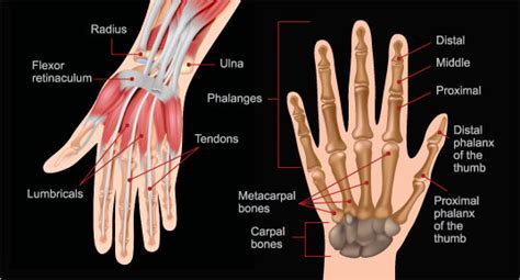 The humerus is one of the three long bones of the arm. Hand and Wrist Injuries - Summit Orthopedic Specialists