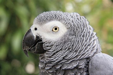 √ African Rainforest Grey Parrot Alumn Photograph