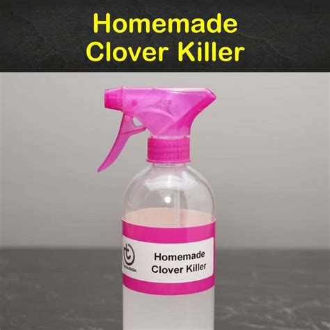 3 Homemade Clover Killer Tips And Recipes