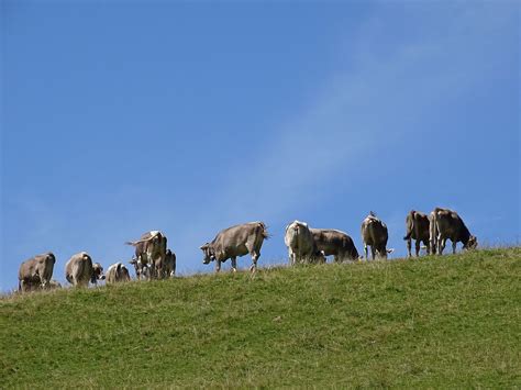 Switzerland, Cows, Alp, Switzerland, Alm, Mountains #switzerland, #cows, #alp, #switzerland, # ...