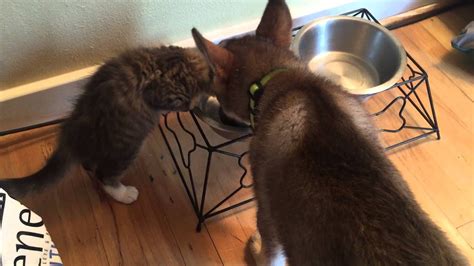 Having a puppy schedule in place from the day you bring your puppy home (usually around 8 weeks of age) is the key to helping create a solid foundation for your pup as they grow into a mature dog. Puppy and kitten drinking water together - YouTube