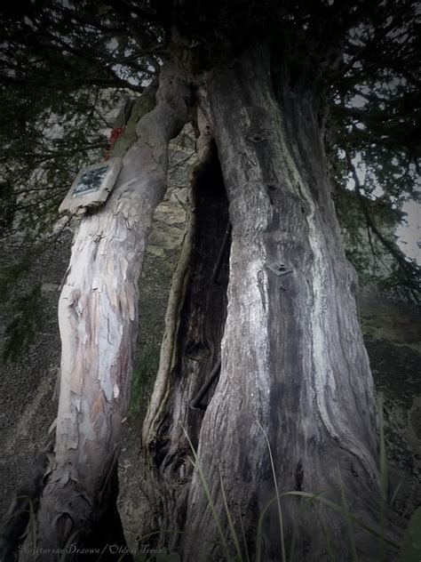 Oldest Trees Najstarsze Drzewa Najstarsze Drzewa Dla Najstarszego